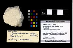 Foto (Objekt + Etikett) von Cyclosphaeroma uhligi (Remeš, 1903) (NHMW-GEO-1990-0041-2987)